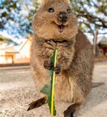 Le Concert Quokka Dreams : Une Nuit Mémorable avec le Charismatique Qwon